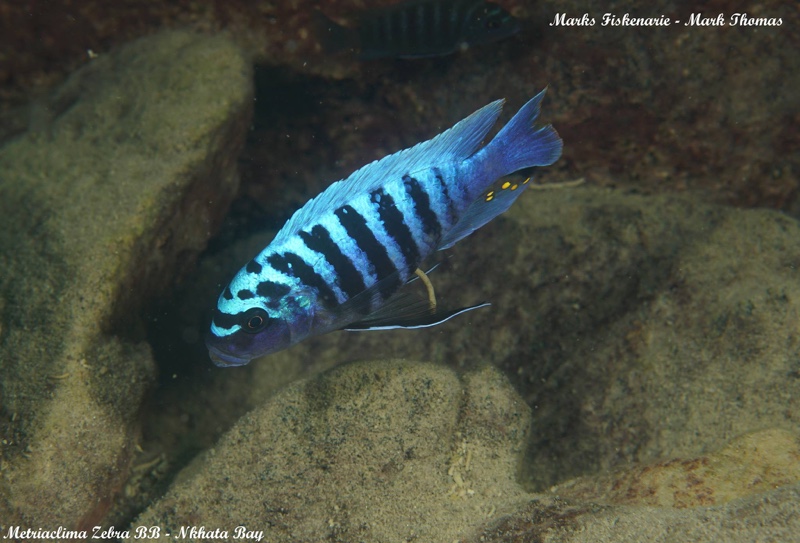 Maylandia zebra 'Nkhata Bay'